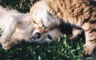 pets and the microbiome gut health igy nutrition