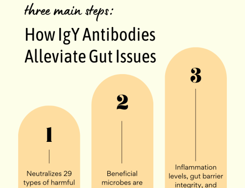 How do IgY Antibodies Work for Treating Gut Issues? 