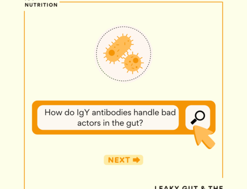 How do IgY Antibodies Work for Treating Gut Issues? 